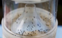 3 biện pháp phòng bệnh chikungunya