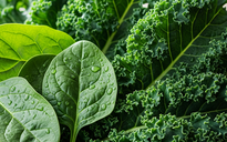 Ăn rau gì để giảm mỡ nội tạng?