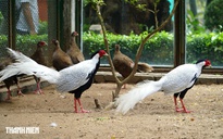 ENV: Cần sớm ban hành danh mục động vật hoang dã được phép nuôi thương mại