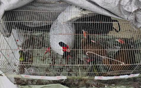 Luật sư nói về căn cứ pháp lý trong vụ án 13 con gà lôi trắng
