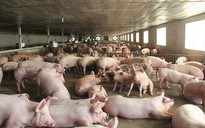 Giá heo hơi hôm nay 18.8.2025: Rớt dưới mốc 60.000 đồng/kg