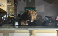 Gấu đột nhập tiệm kem để giải cơn thèm ngọt