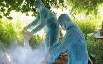 Dịch tả heo châu Phi hoành hành, Quảng Ngãi tiêu hủy hơn 70.000 con