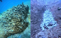 Khánh Hòa: Xác minh nghi vấn cá chết, san hô gãy đổ do thuốc nổ