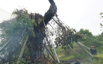 Quảng Ngãi: Cây đa hơn 200 tuổi trên núi Thiên Bút bị lửa thiêu rụi