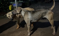 TP.HCM: 2 nạn nhân tử vong do bị chó cắn