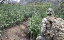 Phát hiện vườn cần sa giữa công viên quốc gia ở California