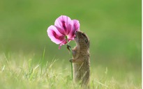 Ngắm những bức ảnh động vật hoang dã hài hước trong cuộc thi thế giới