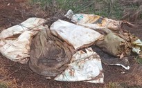 Heo chết đem vứt bỏ bừa bãi ở biển Quảng Trị