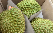 Sầu riêng tươi xuất khẩu được 'quản' bằng cơ chế kiểm soát riêng