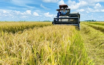 Từ 'gạo xanh' đến nông sản phát thải thấp