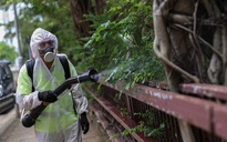 Muỗi truyền bệnh chikungunya có tại Việt Nam