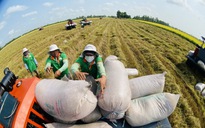 Philippines ngưng nhập khẩu gạo, VFA kiến nghị khẩn
