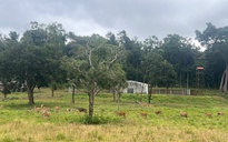 Vườn quốc gia Kon Ka Kinh: ‘Viên ngọc xanh’ giữa đại ngàn Tây nguyên