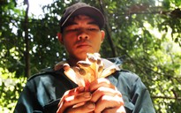 Từ tận diệt chuyển sang nâng niu 'lộc rừng'