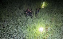 Gia Lai: 2 người tử vong bất thường trên ruộng, nghi bị điện giật