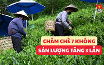 Cùng sống xanh số 125: Khi sơn nữ bỏ chăm chè bằng hóa chất sang dùng giải pháp 7 không