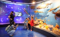 Bảo tàng Hải dương học mở cửa miễn phí khu trưng bày 'Đại dương kỳ bí'