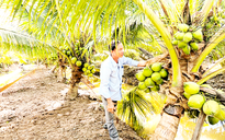 Đưa dừa thành ngành công nghiệp tỉ USD