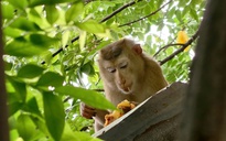 Kiểm lâm TP.HCM bắn gây mê khỉ đuôi lợn cắn 3 người dân