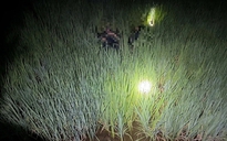 Lão nông 79 tuổi bị khởi tố vì dùng điện bẫy chuột khiến 2 người chết