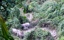 Cấp thiết bảo tồn voi: Giữ mái nhà chung cho đàn voi châu Á