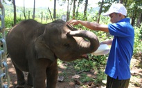 Cấp thiết bảo tồn voi: Nỗ lực tìm voi con 'nhân tạo'