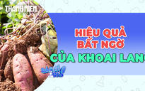 Hiệu quả bất ngờ của khoai lang lên đường huyết và tim mạch