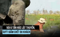 Kinh hoàng voi húc lật thuyền, suýt giẫm chết du khách Anh