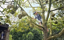 Sầu riêng, quả vải Việt Nam tăng vọt ở quốc đảo Papua New Guinea, vì sao?