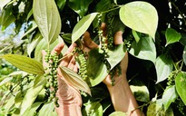 Thương lái tranh mua, đẩy giá tiêu tăng vọt