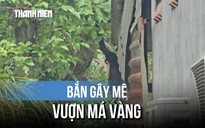 Bắn gây mê vượn má vàng quý hiếm đang leo trèo trong nhà dân