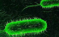 Hơn 4.700 ca tử vong do bệnh tả, nguy cơ dịch bệnh xâm nhập Việt Nam