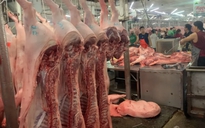 Giá heo hơi hôm nay 8.9.2025: Duy trì đà tăng