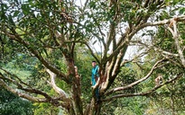 'Cụ quế' chỉ cho lấy hạt giống được công nhận cây di sản Việt Nam