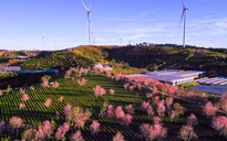 Ngày đầu năm mới 2026, vùng ven Đà Lạt nhuộm hồng sắc mai anh đào