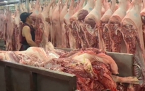 Giá heo hơi hôm nay 12.1.2026: Chạm ngưỡng 75.000 đồng/kg