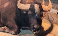 Trâu 3 sừng hiếm gặp ở Tuyên Quang: Không phải cày bừa, được nuôi như thú cưng