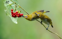 Khoảnh khắc hiếm của đôi chim vành khuyên quấn quýt bên nhau trong nắng sớm