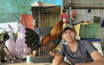 Kiếm 30 triệu đồng/tháng nhờ nuôi sinh sản gà rừng tai trắng trong điều kiện nuôi nhốt