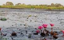 Nỗ lực bảo tồn sếu quý: 'Bài học xương máu' về nước, lửa, và sinh thái