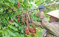 Nông sản được mùa, nông dân phấn khởi