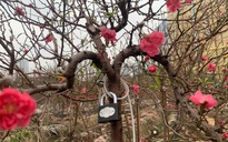 Đào 'rồng bay, phượng múa' được đeo khóa chống trộm