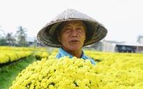 Hoa tết nở sớm, chủ vườn ở Chợ Lách bần thần khi khách trả giá 20.000 đồng/chậu