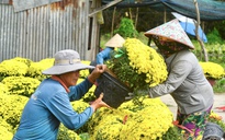 Ai đã giải cứu hơn 4.000 chậu hoa tết nở sớm chỉ trong 1 ngày?