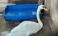 Thảo Cầm Viên Sài Gòn đã tìm thấy con thiên nga bị bắt trộm