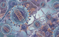 Virus Nipah: Nhanh trở nặng, dễ nhầm với cảm cúm hoặc sốt siêu vi