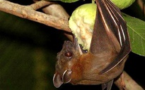 Bộ Y tế khuyến cáo không ăn trái cây bị động vật cắn đề phòng virus Nipah