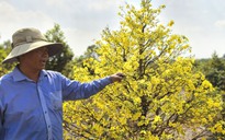 Làng mai Bình Lợi: Bí quyết xuống lá mai vàng giúp hoa nở đều dịp tết