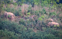 Voi rừng ở Thái Lan bị buộc phải… ngừa thai